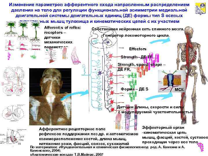 Изменение параметров афферентного входа направленным распределением давления на тело для регуляции функциональной асимметрии медиальной