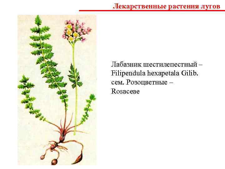 Лекарственные растения тюменской области презентация