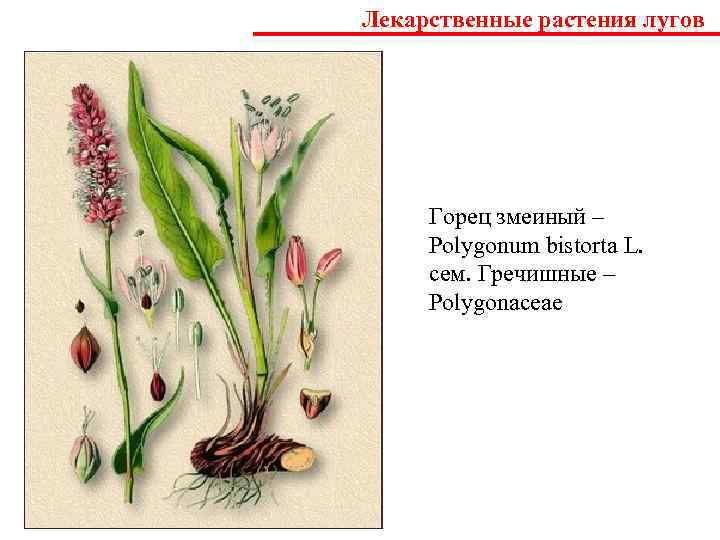 Лекарственные растения тюменской области презентация