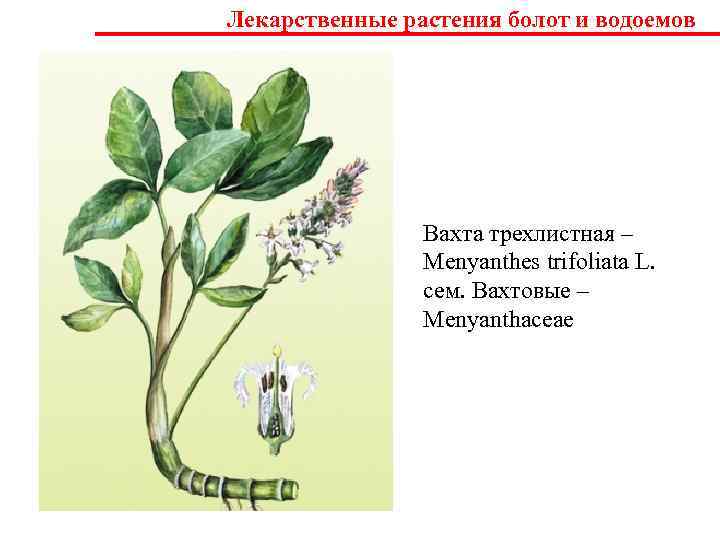 Лекарственные растения болот и водоемов     Вахта трехлистная –  