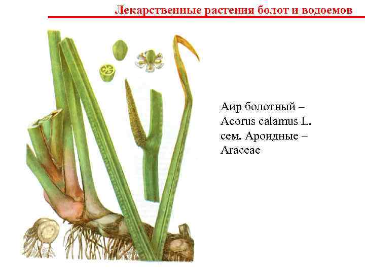 Лекарственные растения болот и водоемов     Аир болотный –  