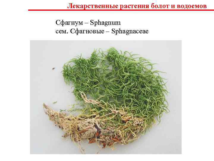   Лекарственные растения болот и водоемов Сфагнум – Sphagnum сем. Сфагновые – Sphagnaceae