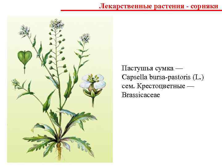 Изучение внешнего строения пастушья сумка. Пастушья сумка (Capsella Bursa-pastoris). Крестоцветные сорняки. Пастушья сумка ядовитое растение. Сорняки семейства крестоцветных.