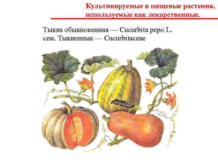   Культивируемые и пищевые растения,   используемые как лекарственные.  Тыква обыкновенная