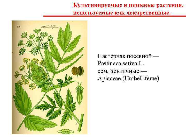 Растения тюменской области презентация