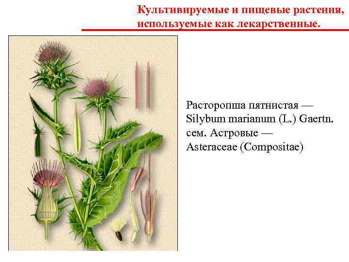 Лекарственные растения тюменской области презентация