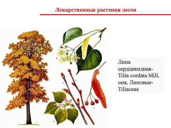 Лекарственные растения лесов     Липа    сердцевидная-  