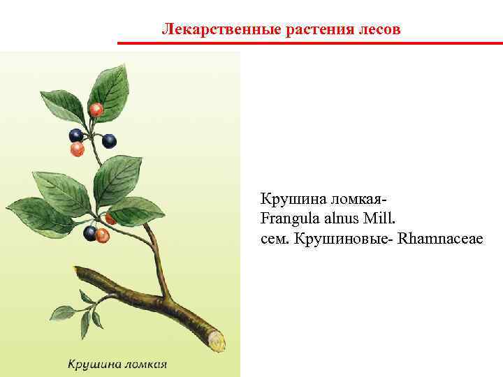 Лекарственные растения лесов    Крушина ломкая-  Frangula alnus Mill.  