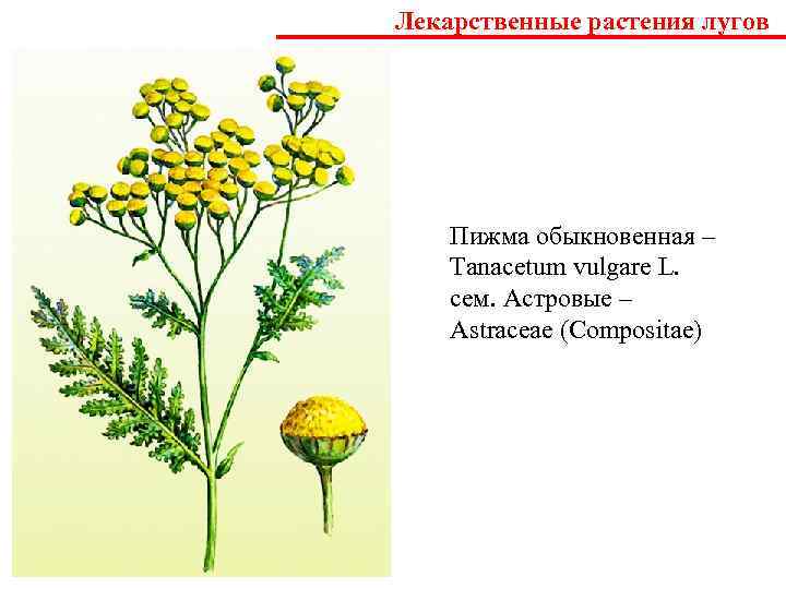 Лекарственное растение пижма презентация