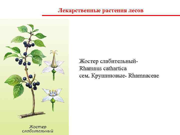 Лекарственные растения лесов  Жостер слабительный-  Rhamnus cathartica  сем. Крушиновые- Rhamnaceae 