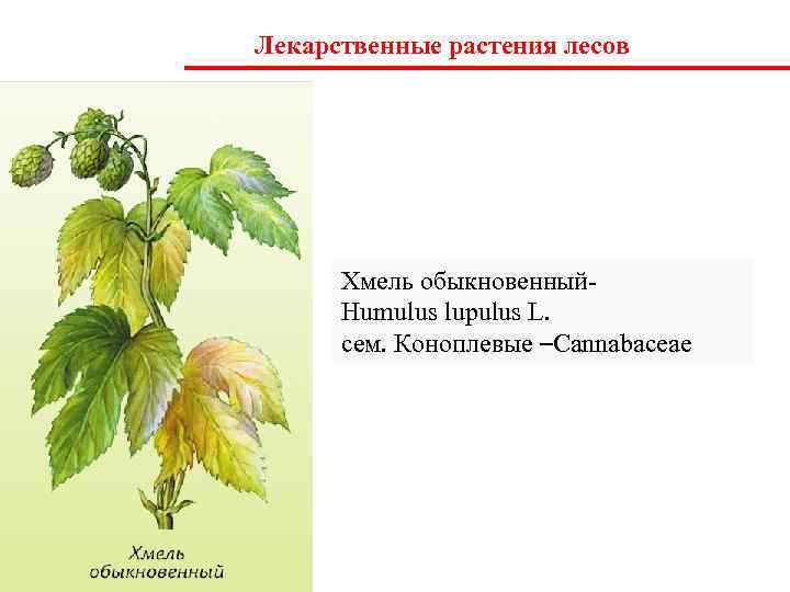 Лекарственные растения лесов  Хмель обыкновенный-  Humulus lupulus L.  сем. Коноплевые –Cannabaceae
