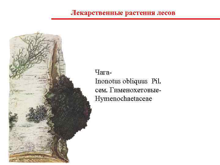 Лекарственные растения лесов  Чага-  Inonotus obliquus Pil.   сем. Гименохетовые- 