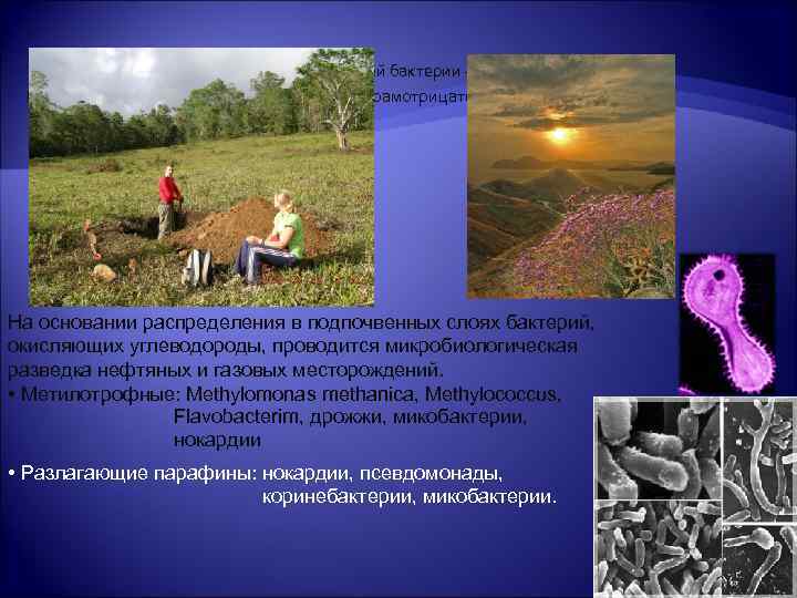  Типичный представитель метанообразующей бактерии — Methylomonas methanica — неспороносная, грамотрицательная палочка На основании