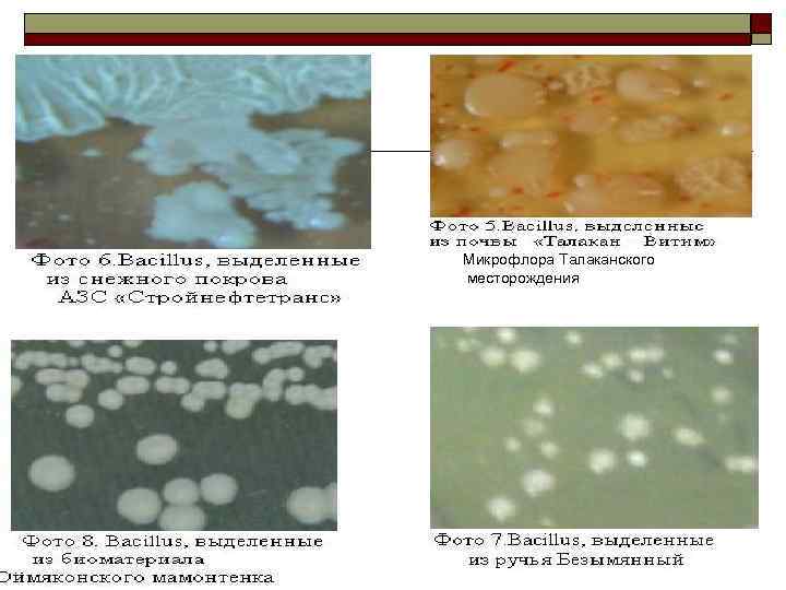 Микрофлора Талаканского месторождения 
