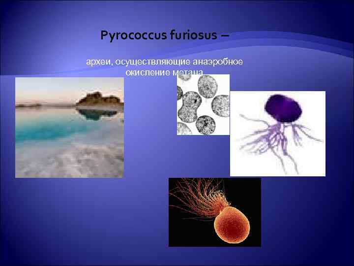  Pyrococcus furiosus – археи, осуществляющие анаэробное   окисление метана 