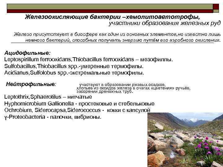   Железоокисляющие бактерии –хемолитоавтотрофы,      участники образования железных руд