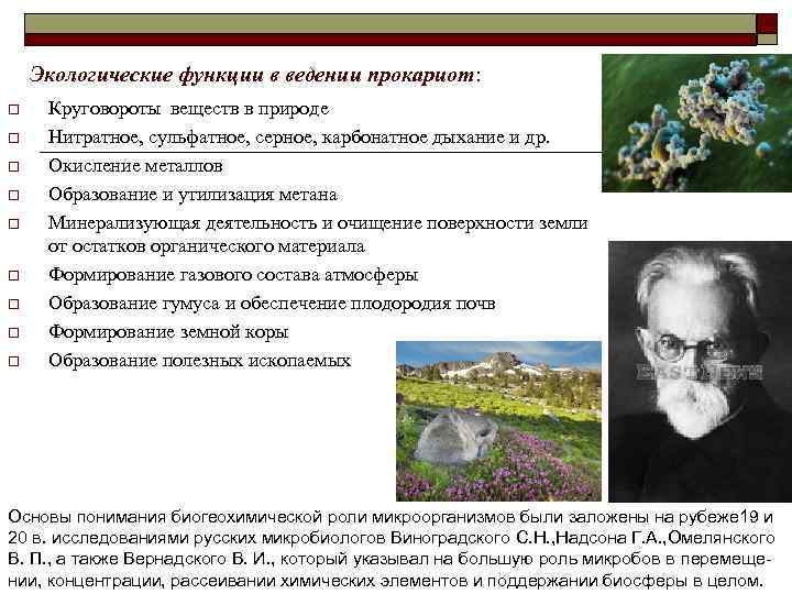   Экологические функции в ведении прокариот: o  Круговороты веществ в природе o