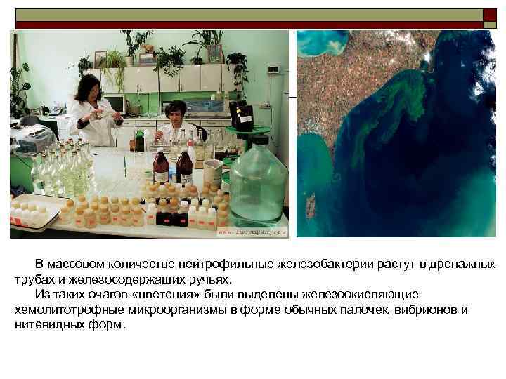   В массовом количестве нейтрофильные железобактерии растут в дренажных трубах и железосодержащих ручьях.