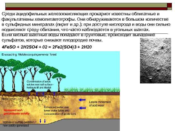 Среди ацидофильных железоокисляющих прокариот известны облигатные и факультативны хемолитавтотрофы. Они обнаруживаются в большом количестве