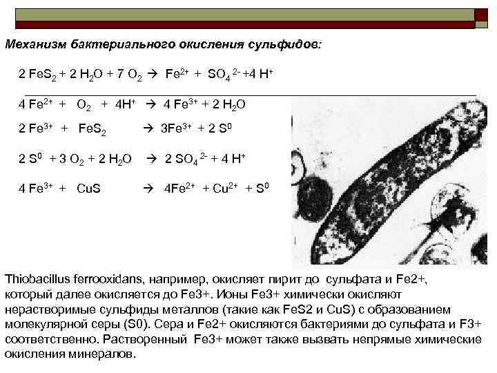 Механизм бактериального окисления сульфидов: 2 Fe. S 2 + 2 H 2 O +