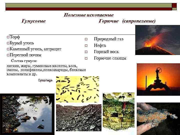      Полезные ископаемые   Гумусовые    