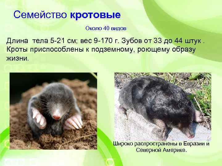  Семейство кротовые    Около 40 видов Длина тела 5 -21 см;