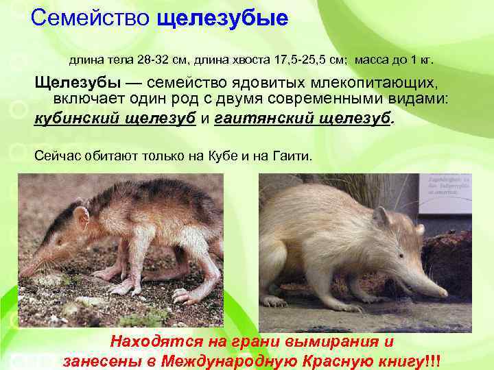 Семейство щелезубые  длина тела 28 -32 см, длина хвоста 17, 5 -25, 5