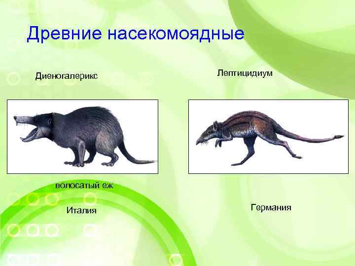   Древние насекомоядные Диеногалерикс Лептицидиум   волосатый еж  Италия  