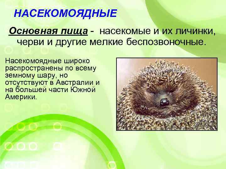  НАСЕКОМОЯДНЫЕ Основная пища - насекомые и их личинки,  черви и другие мелкие