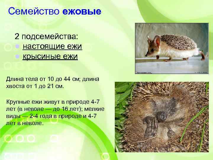 Семейство ежовые  2 подсемейства: l настоящие ежи  l крысиные ежи  Длина