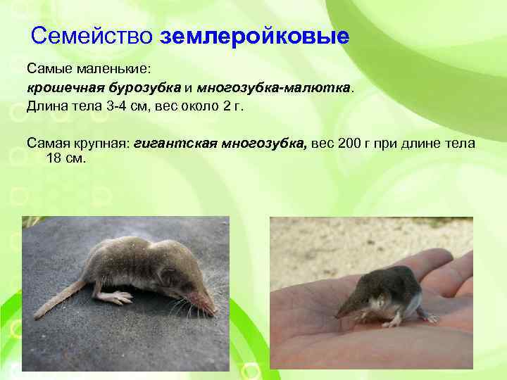 Семейство землеройковые Самые маленькие: крошечная бурозубка и многозубка-малютка. Длина тела 3 -4 см, вес