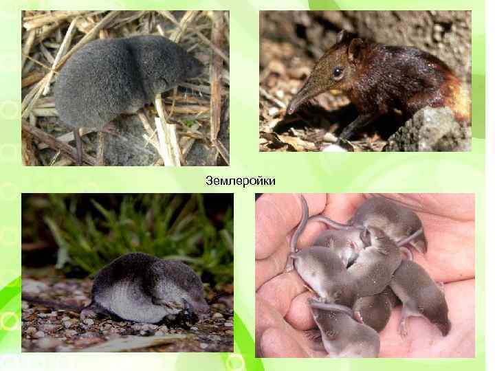Землеройки 