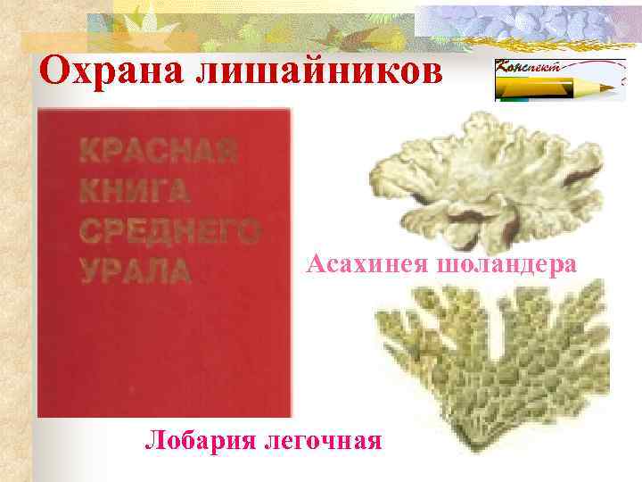 Охрана лишайников   Асахинея шоландера   Лобария легочная 