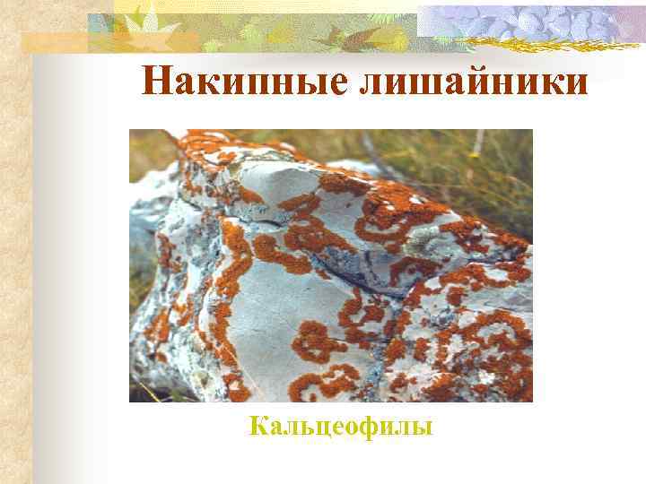 Накипные лишайники   Кальцеофилы 