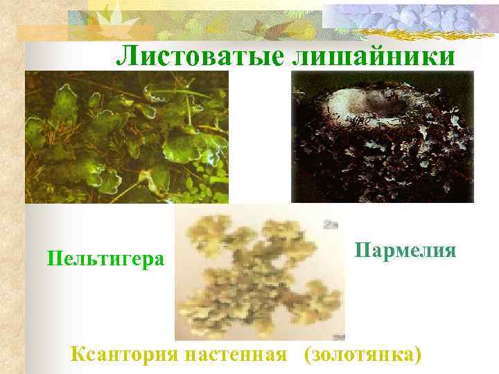  Листоватые лишайники Пельтигера    Пармелия Ксантория настенная (золотянка) 