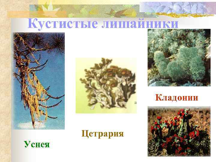 Кустистые лишайники    Кладонии  Цетрария Уснея 