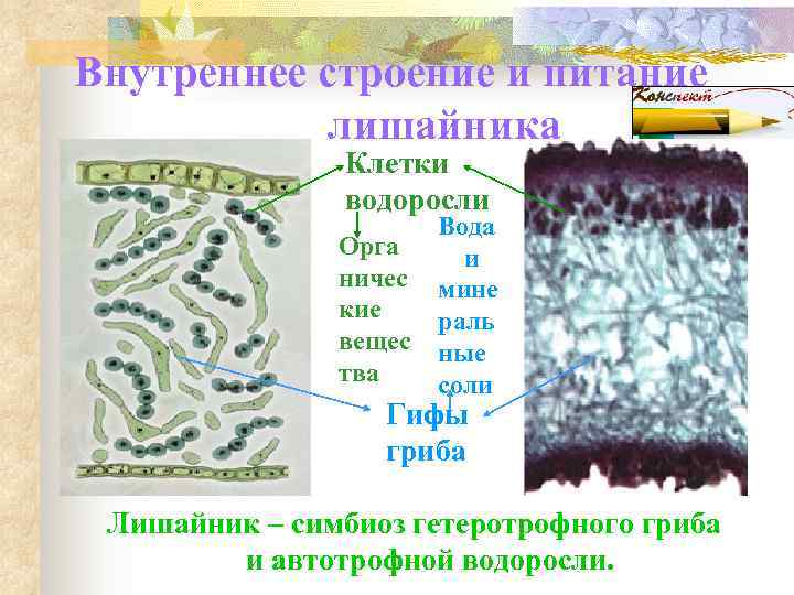 Внутреннее строение и питание   лишайника   Клетки   водоросли 