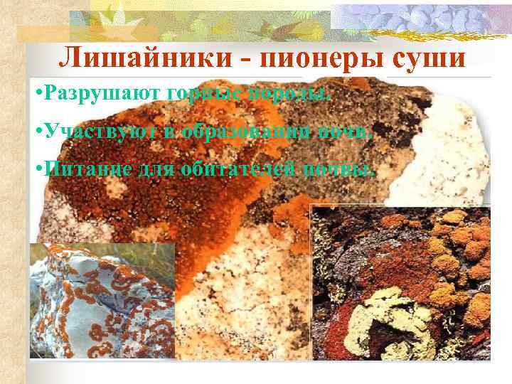  Лишайники - пионеры суши • Разрушают горные породы.  • Участвуют в образовании