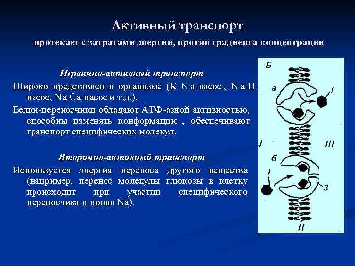      Активный транспорт протекает с затратами энергии, против градиента концентрации