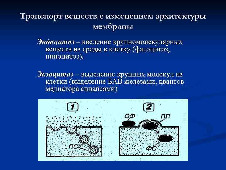 Транспорт веществ с изменением архитектуры   мембраны  Эндоцитоз – введение крупномолекулярных веществ