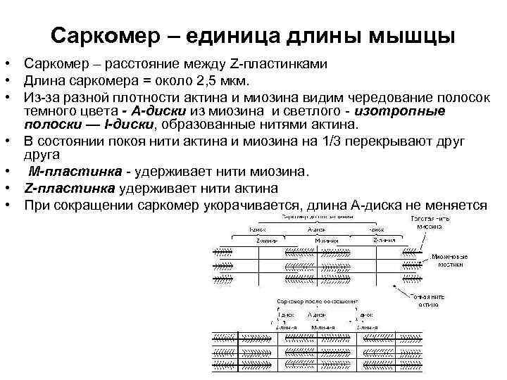 Саркомер – единица длины мышцы • Саркомер – расстояние между Z-пластинками • Длина Саркомер – единица длины мышцы • Саркомер – расстояние между Z-пластинками • Длина
