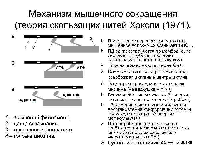 Механизм мышечного сокращения (теория скользящих нитей Хаксли (1971). Механизм мышечного сокращения (теория скользящих нитей Хаксли (1971).