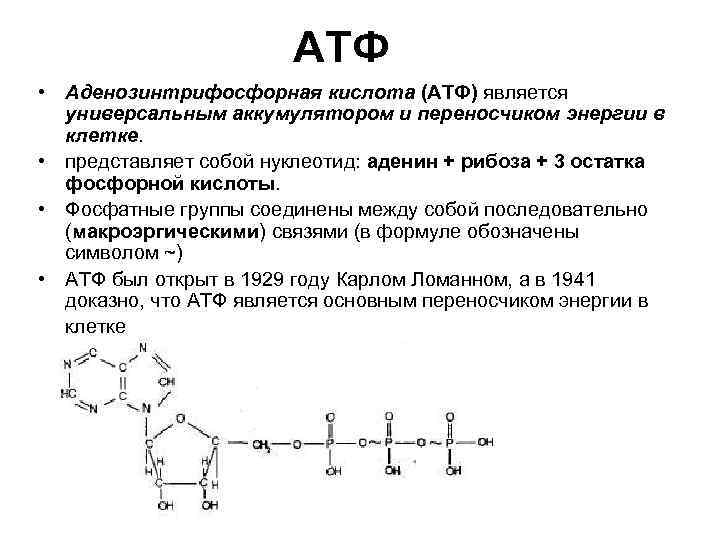 АТФ • Аденозинтрифосфорная кислота (АТФ) является универсальным аккумулятором и АТФ • Аденозинтрифосфорная кислота (АТФ) является универсальным аккумулятором и