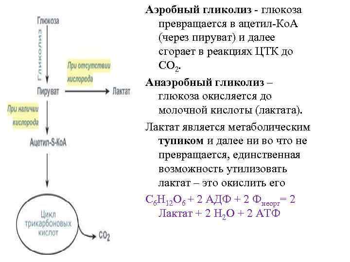 Процесс расщепления глюкозы. Аэробный гликолиз образование пирувата реакция. Аэробный гликолиз ацетил КОА. Дать понятие анаэробного и аэробного гликолиза. Анаэробный гликолиз Глюкозы до молочной кислоты.