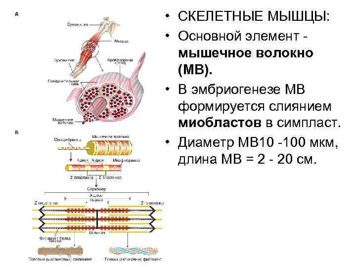 • СКЕЛЕТНЫЕ МЫШЦЫ: • Основной элемент - мышечное волокно (МВ). • СКЕЛЕТНЫЕ МЫШЦЫ: • Основной элемент - мышечное волокно (МВ).