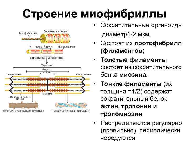 Строение миофибриллы • Сократительные органоиды диаметр1 -2 мкм, • Строение миофибриллы • Сократительные органоиды диаметр1 -2 мкм, •