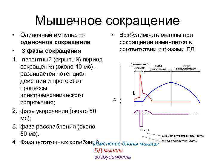 Мышечное сокращение • Одиночный импульс • Возбудимость мышцы при Мышечное сокращение • Одиночный импульс • Возбудимость мышцы при