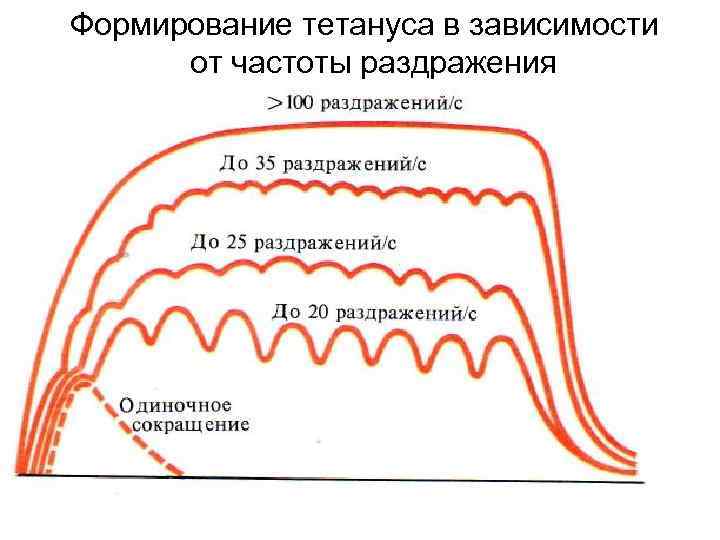 Формирование тетануса в зависимости от частоты раздражения Формирование тетануса в зависимости от частоты раздражения