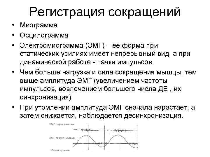 Регистрация сокращений • Миограмма • Осцилограмма • Электромиограмма (ЭМГ) – ее форма Регистрация сокращений • Миограмма • Осцилограмма • Электромиограмма (ЭМГ) – ее форма