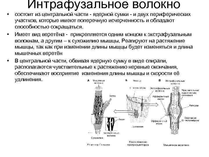 Интрафузальное волокно • состоит из центральной части - ядерной сумки - Интрафузальное волокно • состоит из центральной части - ядерной сумки -